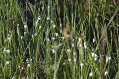 Trichophorum alpinum