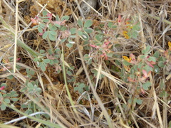 Acmispon decumbens decumbens
