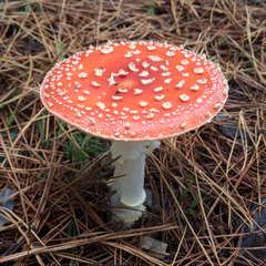 Amanita muscaria