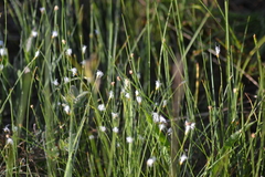 Trichophorum alpinum