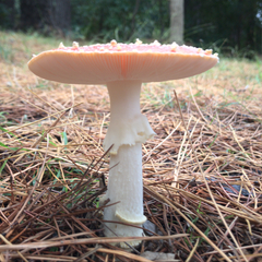 Amanita muscaria