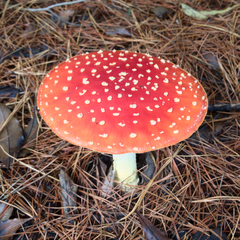Amanita muscaria