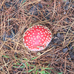 Amanita muscaria