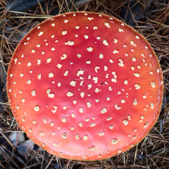 Amanita muscaria