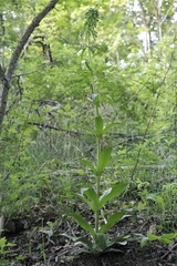 Frasera caroliniensis