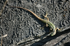 Liolaemus cyanogaster