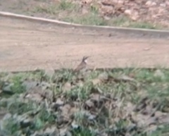 Turdus eunomus