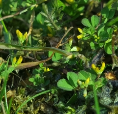 Trifolium micranthum
