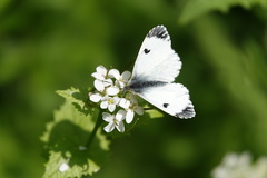 Anthocharis cardamines