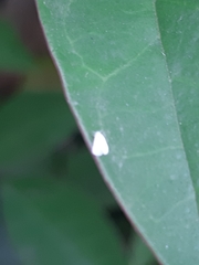 Aleyrodes proletella