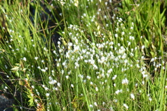 Trichophorum alpinum