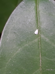 Aleyrodes proletella