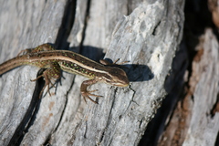 Liolaemus cyanogaster
