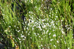 Trichophorum alpinum