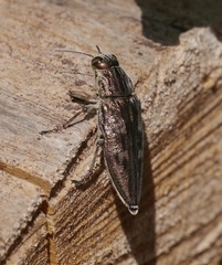 Chalcophora mariana massiliensis