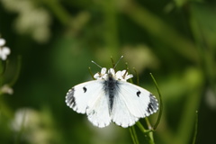Anthocharis cardamines