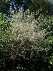 Yponomeuta cagnagella