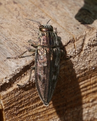 Chalcophora mariana massiliensis