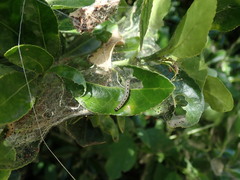 Yponomeuta cagnagella