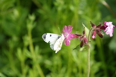 Anthocharis cardamines
