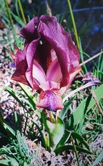 Iris suaveolens
