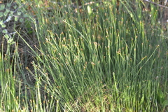 Trichophorum cespitosum