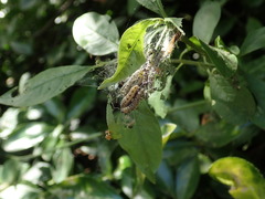 Yponomeuta cagnagella