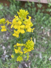 Barbarea vulgaris
