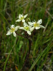 Muilla maritima
