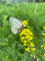 Parnassius glacialis