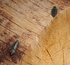 Chalcophora mariana massiliensis