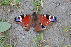 Aglais io