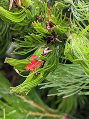 Adenanthos sericeus