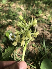 Orchis provincialis
