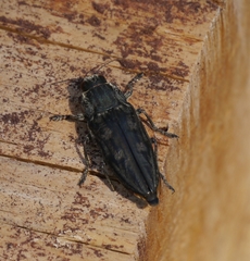 Chalcophora mariana massiliensis