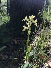 Orchis provincialis