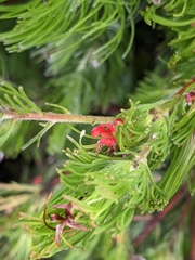 Adenanthos sericeus