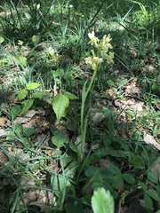 Orchis provincialis