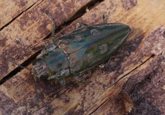 Chalcophora mariana massiliensis