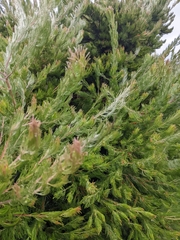 Adenanthos sericeus