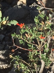 Bouvardia ternifolia