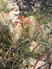 Bouvardia ternifolia