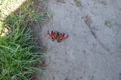 Aglais io