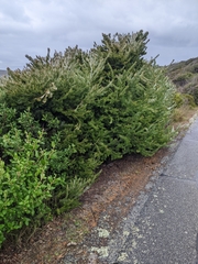 Adenanthos sericeus