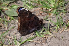 Aglais io