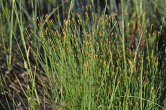 Trichophorum cespitosum