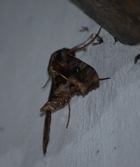 Hemeroplanes ornatus