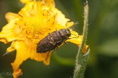 Anthaxia quadripunctata