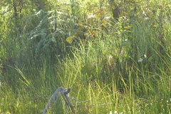 Trichophorum cespitosum