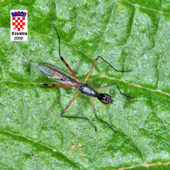Micropeza corrigiolata